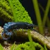 Black Orchid Shrimp