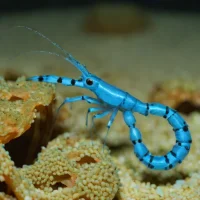 Blue-legged Boxing Shrimp