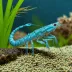 Blue Grass Shrimp