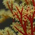 Betaphycus gelatinum