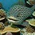 Blackspotted moray