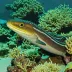 Blackcheek moray
