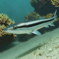Bandtail conger
