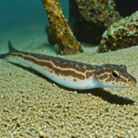 Bobtail snipe eel