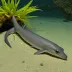 Blacktail duckbill eel
