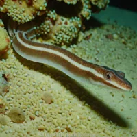 Banded worm eel
