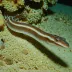 Banded worm eel