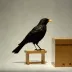 Blackbird – Una's confrontation speech (Harrower)