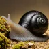 Black Devil Snail (Faunus ater)