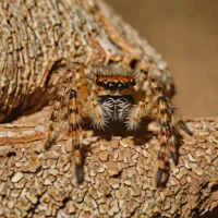 Bark Jumping Spider (Marpissa muscosa)