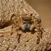 Bark Jumping Spider (Marpissa muscosa)