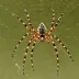 Bridge Spider (Larinioides sclopetarius)