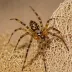 Barn Funnel Weaver (Tegenaria domestica)