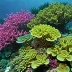 Bougainville Reef