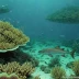 Burma Banks Reef