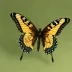 B540 (Butterfly 540)
