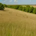 Buena Vista Prairie Chicken Meadow State Natural Area