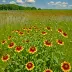 Blanket Flower Prairie Scientific and Natural Area