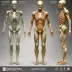 BioDigital Human