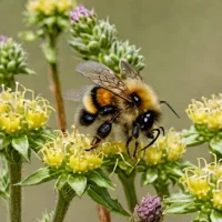 Bombus morrisoni