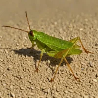 Bipunctate groundhopper (Tetrix bipunctata)