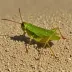 Bipunctate groundhopper (Tetrix bipunctata)