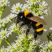 Banded Mountain Bumblebee (Bombus balteatus)