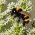 Banded Mountain Bumblebee (Bombus balteatus)
