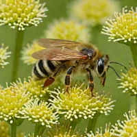 Brown-footed Leafcutter Bee (Megachile versicolor)