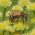 Brown-footed Leafcutter Bee (Megachile versicolor)