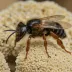 Black Mining Bee (Andrena pilipes)