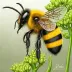 Bombus bellus