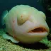 Blobfish