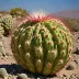 Big Nipple Cactus (Coryphantha macromeris)