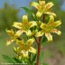 Bomarea caldasii (Climbing Alstroemeria)