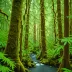 Bogachiel Rainforest