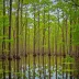 Big Thicket National Preserve