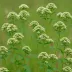 Boneset