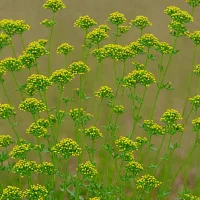 Black Medick