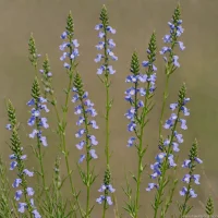 Blue Toadflax