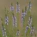 Blue Toadflax