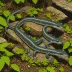 Big Levels Salamander