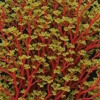 Bossiella orbigniana