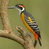 Black-rumped Flameback