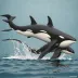 Bigg's Killer Whale