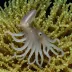 Blackeyed Squid (Gonatus onyx)