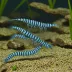 Blue Tiger Shrimp