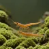 Babaulti Shrimp