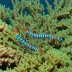 Blue-banded Coral Shrimp