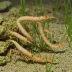 Broken-back Shrimp